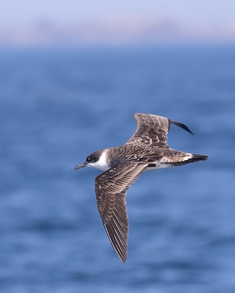 Great shearwater